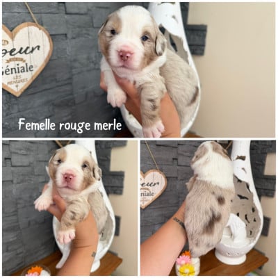 Les chiots de Berger Américain Miniature