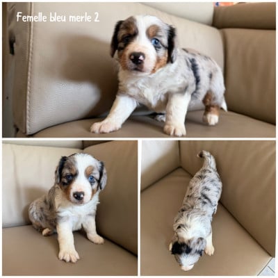 Les chiots de Berger Américain Miniature