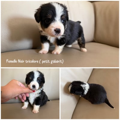Les chiots de Berger Américain Miniature