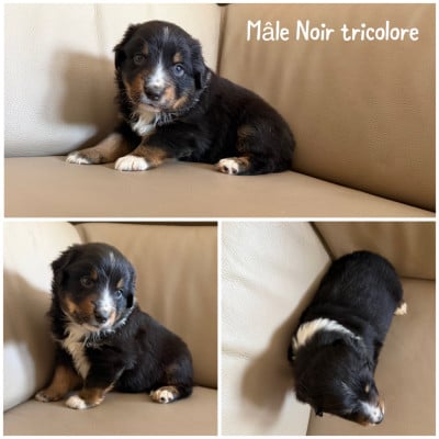 Les chiots de Berger Américain Miniature