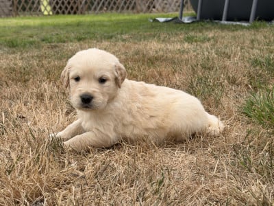 Mâle collier bleu clair - Golden Retriever