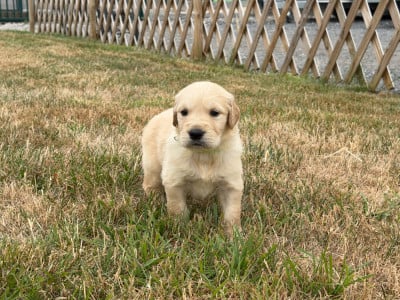 Mâle collier vert fluo - Golden Retriever