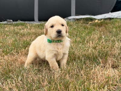 Mâle collier vert - Golden Retriever
