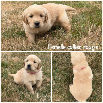 Femelle collier rouge - Golden Retriever