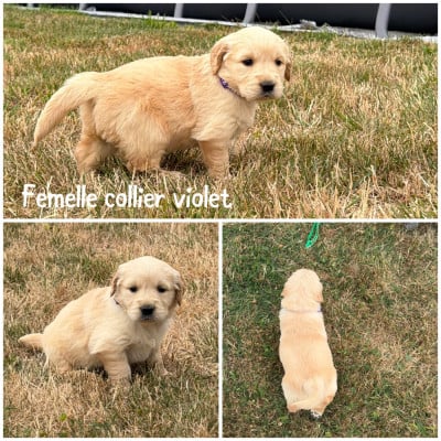 Femelle collier violet - Golden Retriever
