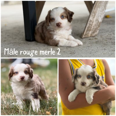 Les chiots de Berger Américain Miniature 
