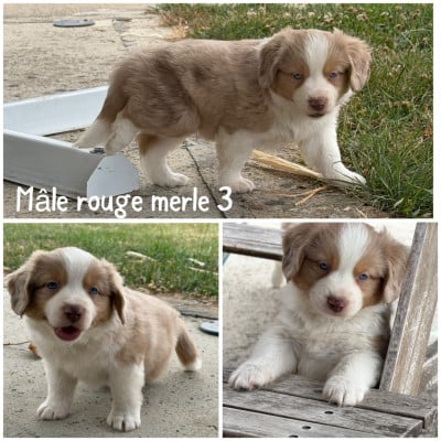 Les chiots de Berger Américain Miniature 
