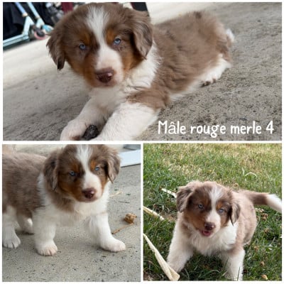 Les chiots de Berger Américain Miniature 