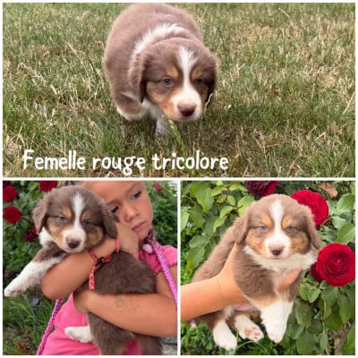Les chiots de Berger Américain Miniature 