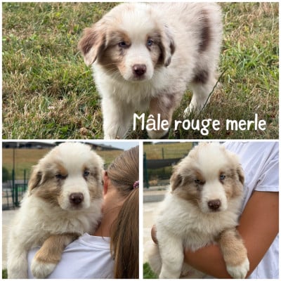 Les chiots de Berger Américain Miniature 