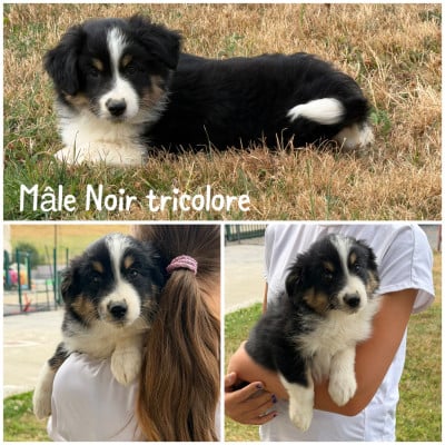 Les chiots de Berger Américain Miniature 