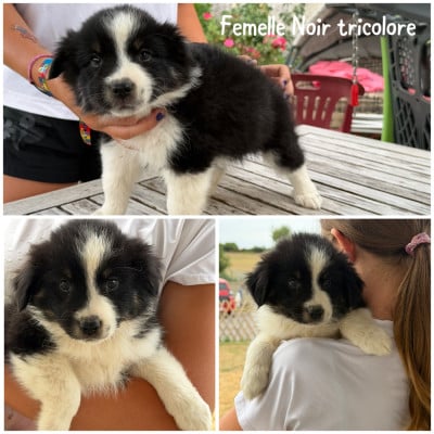 Les chiots de Berger Américain Miniature 
