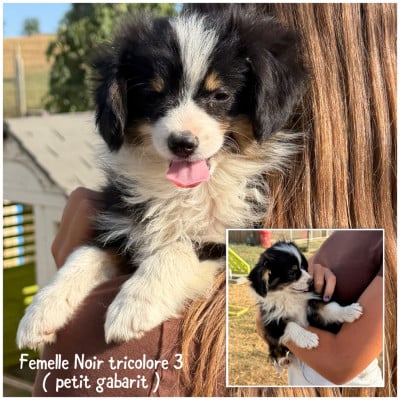 Les chiots de Berger Américain Miniature 
