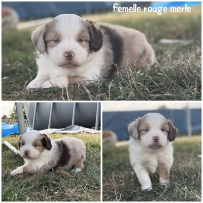 Les chiots de Berger Américain Miniature 