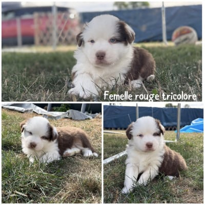 Les chiots de Berger Américain Miniature 