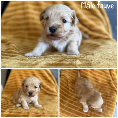 Les chiots de Bichon Havanais
