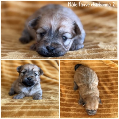 Les chiots de Bichon Havanais