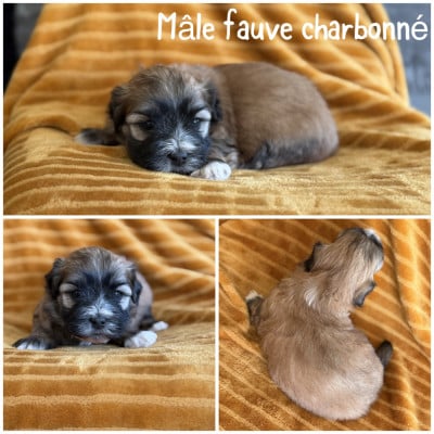 Les chiots de Bichon Havanais