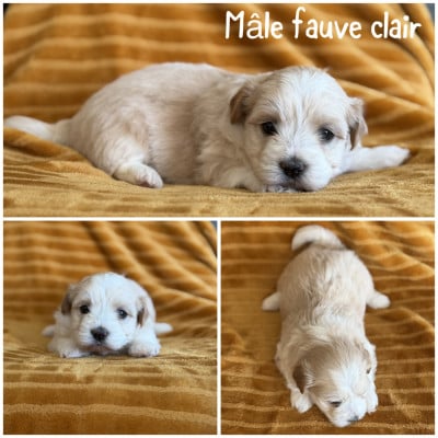 Les chiots de Bichon Havanais