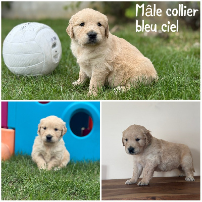 Les chiots de Golden Retriever