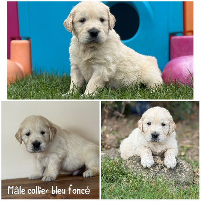 Les chiots de Golden Retriever