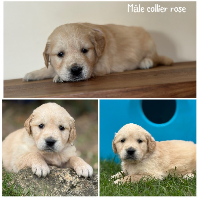 Les chiots de Golden Retriever