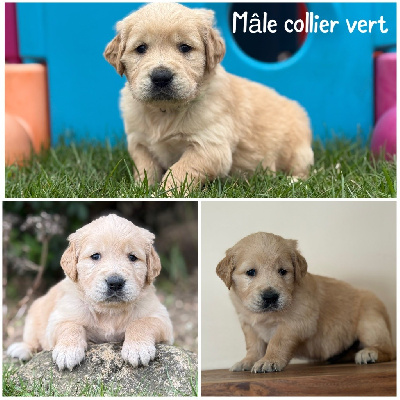 Les chiots de Golden Retriever
