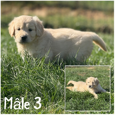Les chiots de Golden Retriever