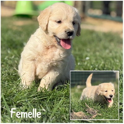 Les chiots de Golden Retriever