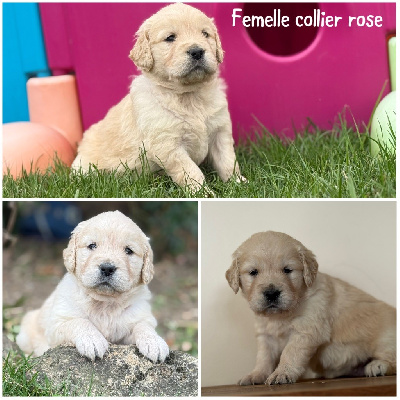 Les chiots de Golden Retriever