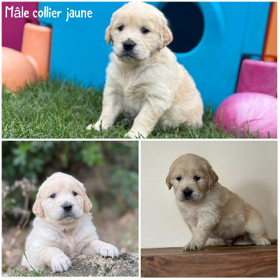 Les chiots de Golden Retriever