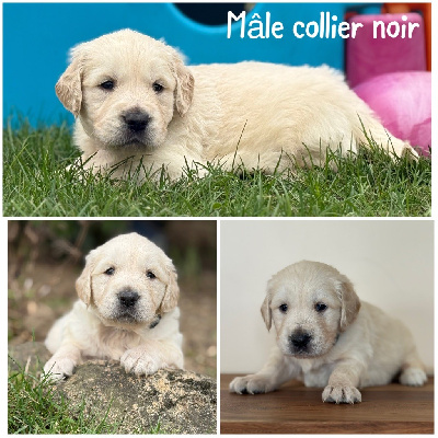Les chiots de Golden Retriever