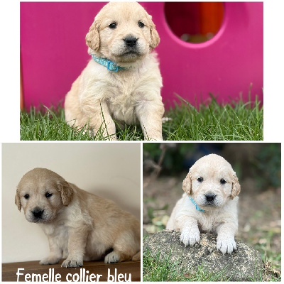 Les chiots de Golden Retriever