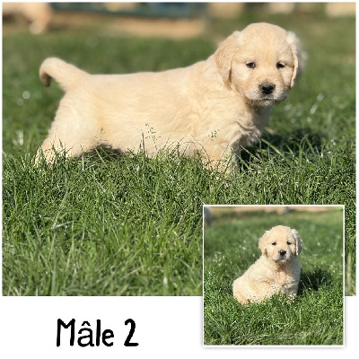 Les chiots de Golden Retriever