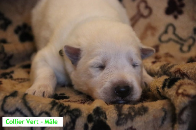 Les chiots de Berger Blanc Suisse