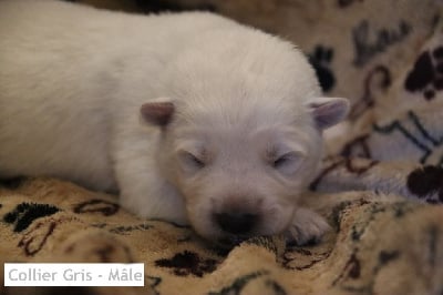 Les chiots de Berger Blanc Suisse