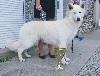Negan the legend De La Griffe Des Loups D'argent - 1er Très Prometteur, Meilleur Puppy de la race, Meilleur Puppy G1 et BIS2