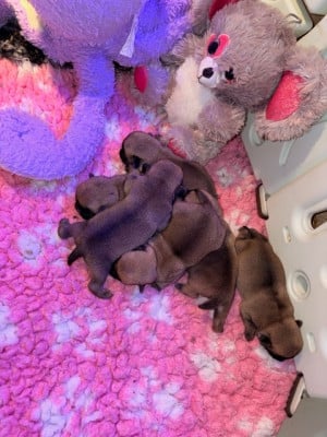 Les chiots de Carlin