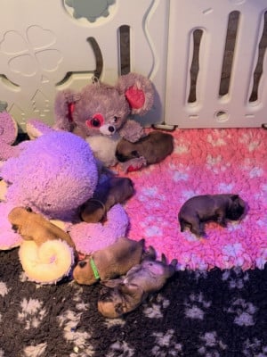 Les chiots de Carlin