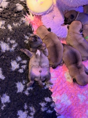 Les chiots de Carlin