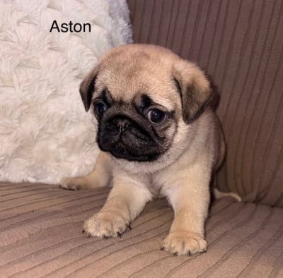 Les chiots de Carlin