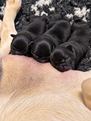 Les chiots de Carlin