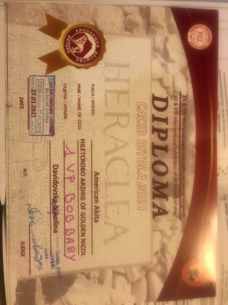 Hiletcrobo arzhig of golden nicol - 1 très prometteur Meilleur baby