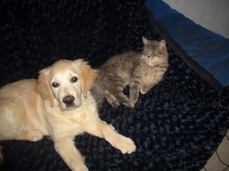 Publication : Des Monts d'Asgard