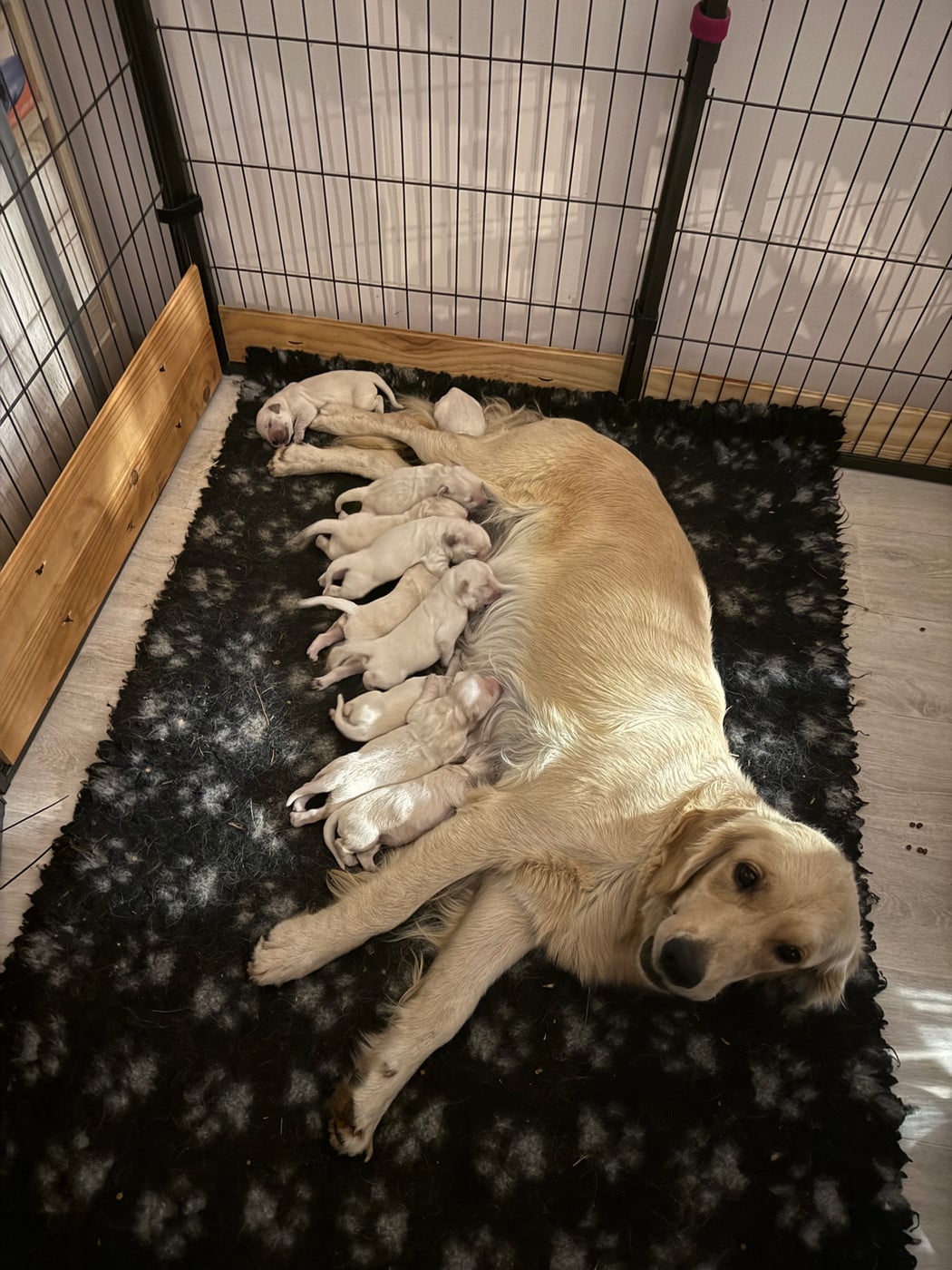 CHIOT 3 - Golden Retriever