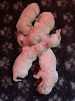 CHIOT 1 - Golden Retriever