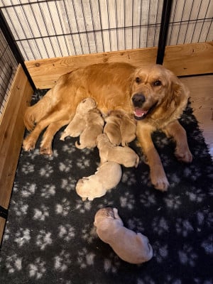 CHIOT 2 - Golden Retriever