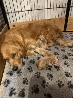 Chiot N°3 - Golden Retriever