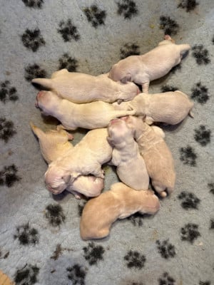 Les chiots de Golden Retriever
