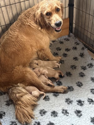 Golden Retriever